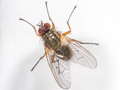 Helina impuncta